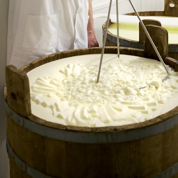 Appellation 100 % fermière : découvrez les secrets de fabrication du fromage AOP Salers